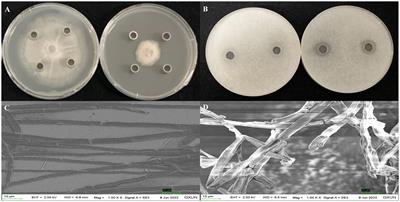 Antimicrobial mechanisms and antifungal activity of compounds generated by banana rhizosphere Pseudomonas aeruginosa Gxun-2 against fusarium oxysporum f. sp. cubense